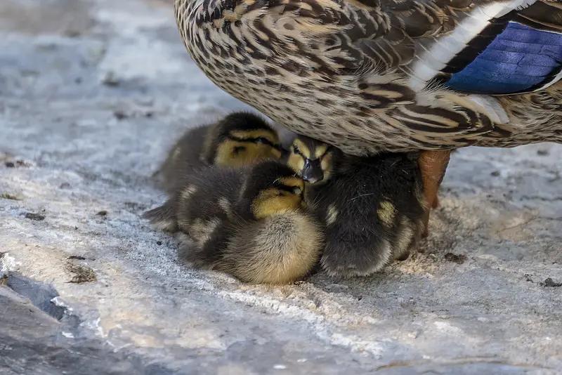 生儿子的几大好处，看完别笑。
1、早上起床脸都不用洗，一般就洗两眼睛，你让他用毛