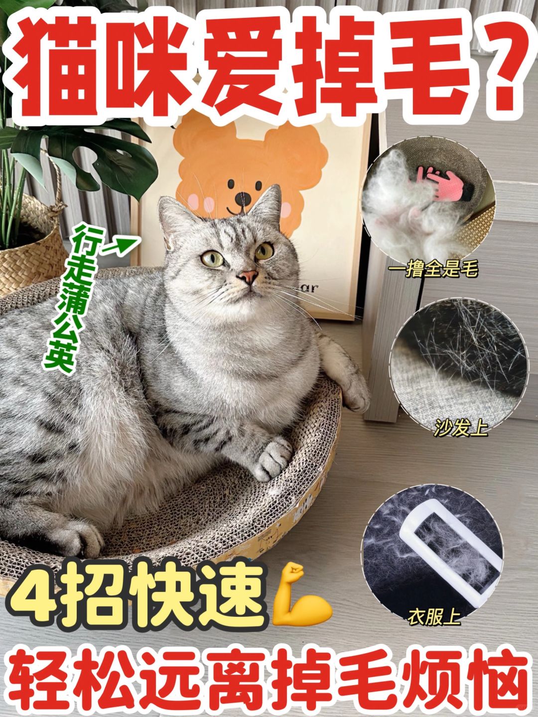 猫咪掉毛？！学会这些事轻松远离掉毛烦恼