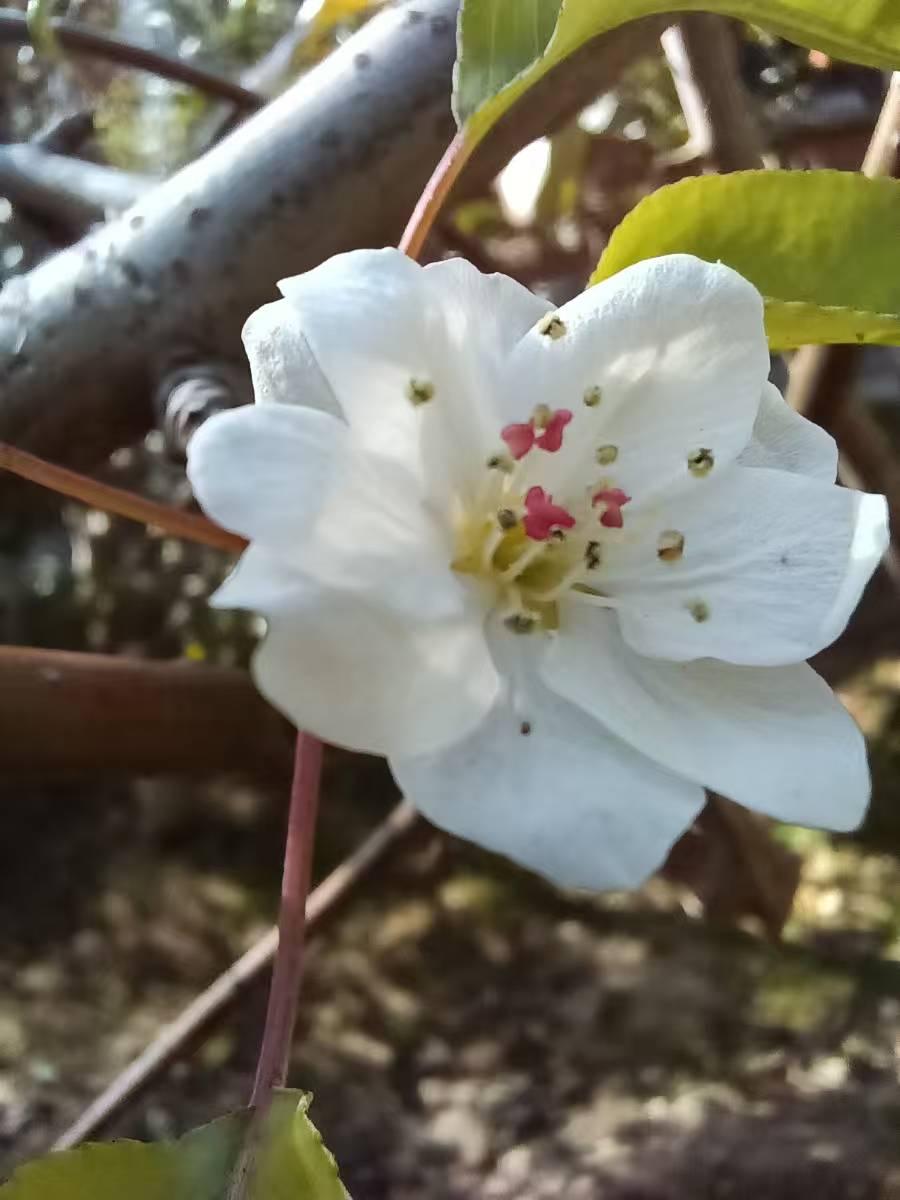 毛兴国：祝贺王院长参加《贺澳洲世界中医药大会召开》，赠书于张伯礼院士:

寒冬腊