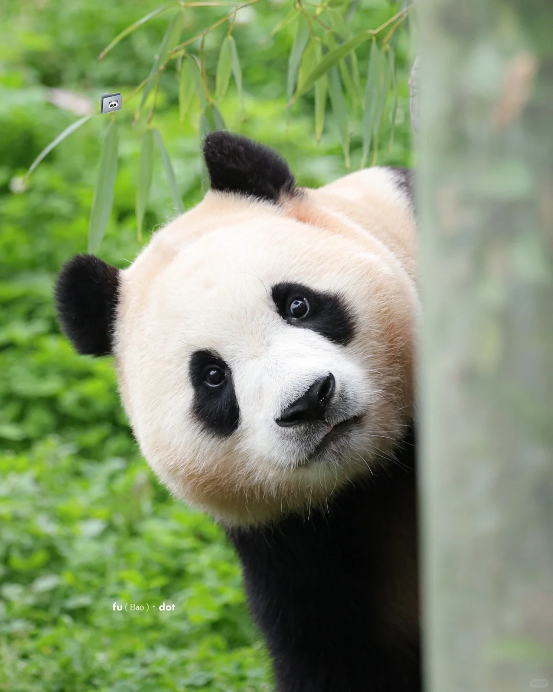 嘻嘻😁是小福我啦！