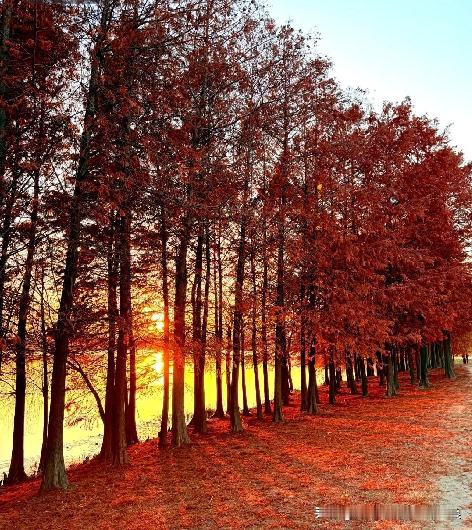 落日把红衫树染成了诗！
 
落日余晖泼下来的瞬间，红衫树直接美成油画！
 
层层