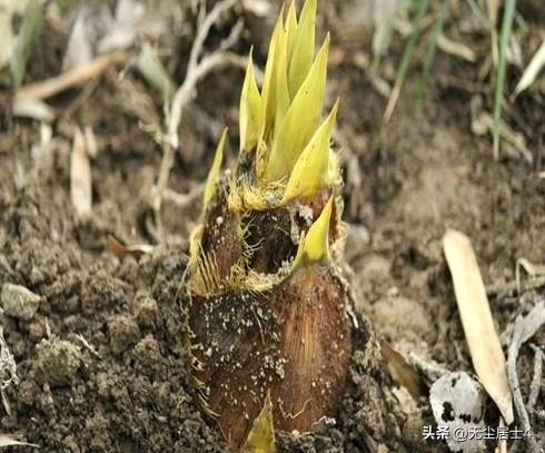传播黄山徽州地方美食和小吃——徽州豆豉。——徽州美食博客，欢迎吃货来品尝打卡…