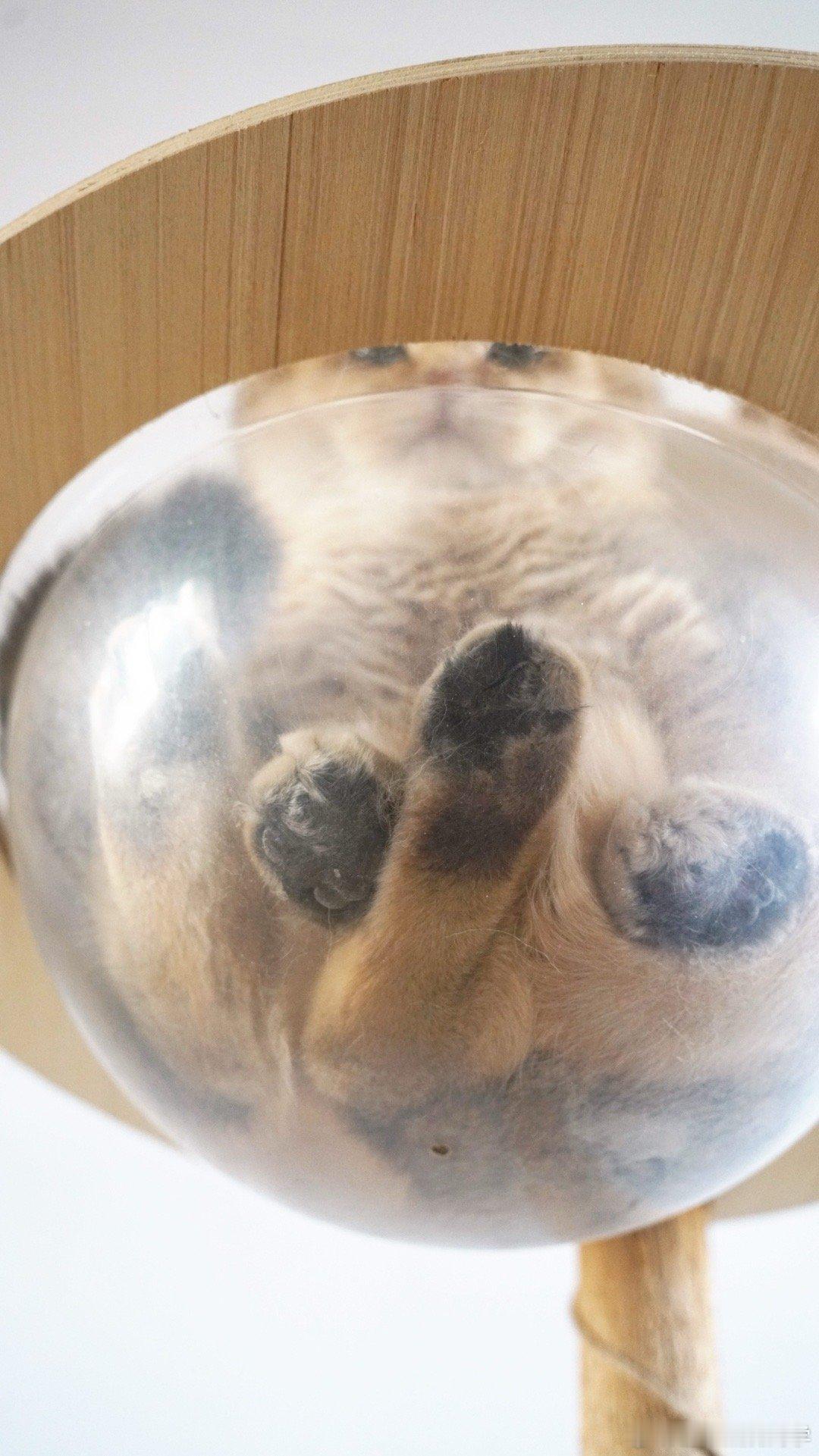 只有三只脚吗？#萌宠闹新春##猫咪# ​​​