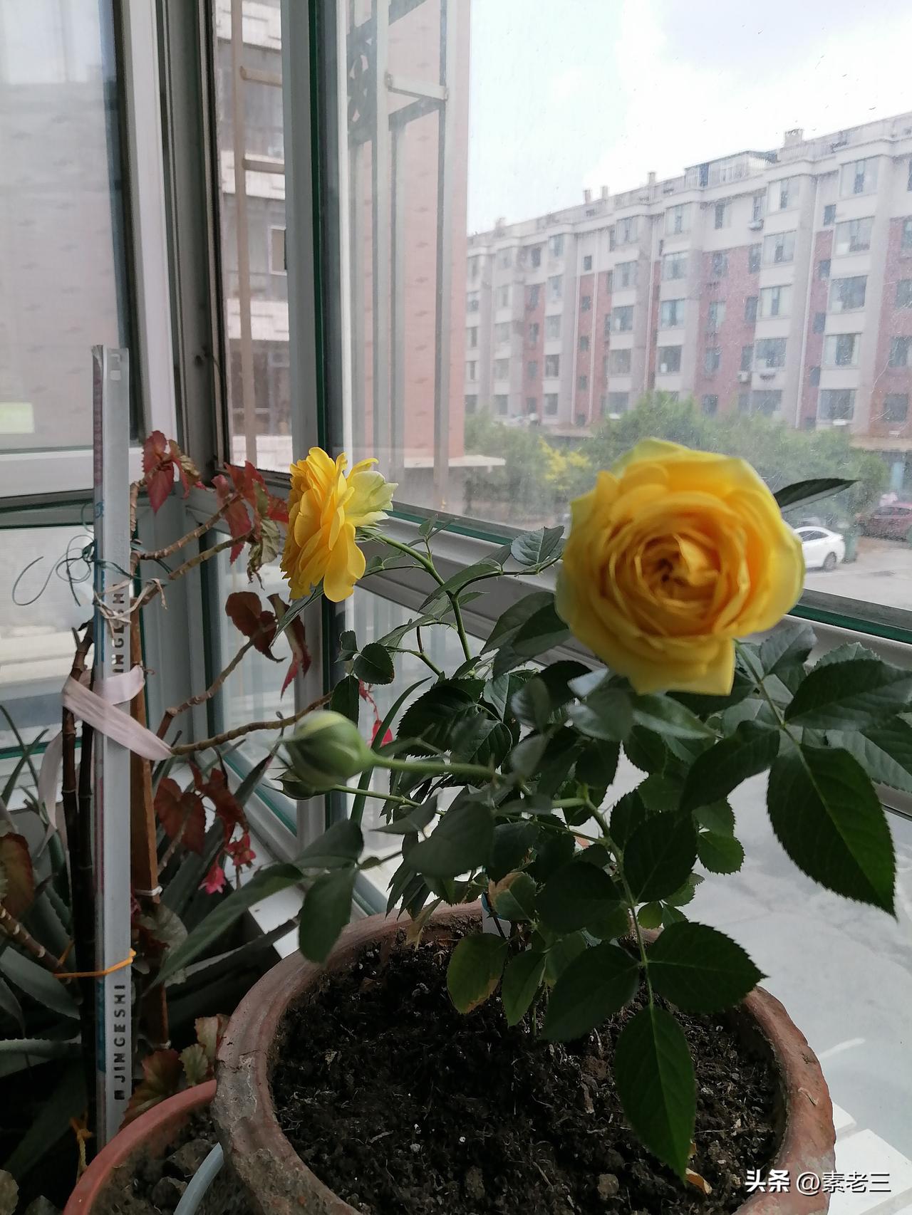 老妈在阳台里养花，养了很多年。

以前，老妈养的花很多，我还给她买了两个花架。但