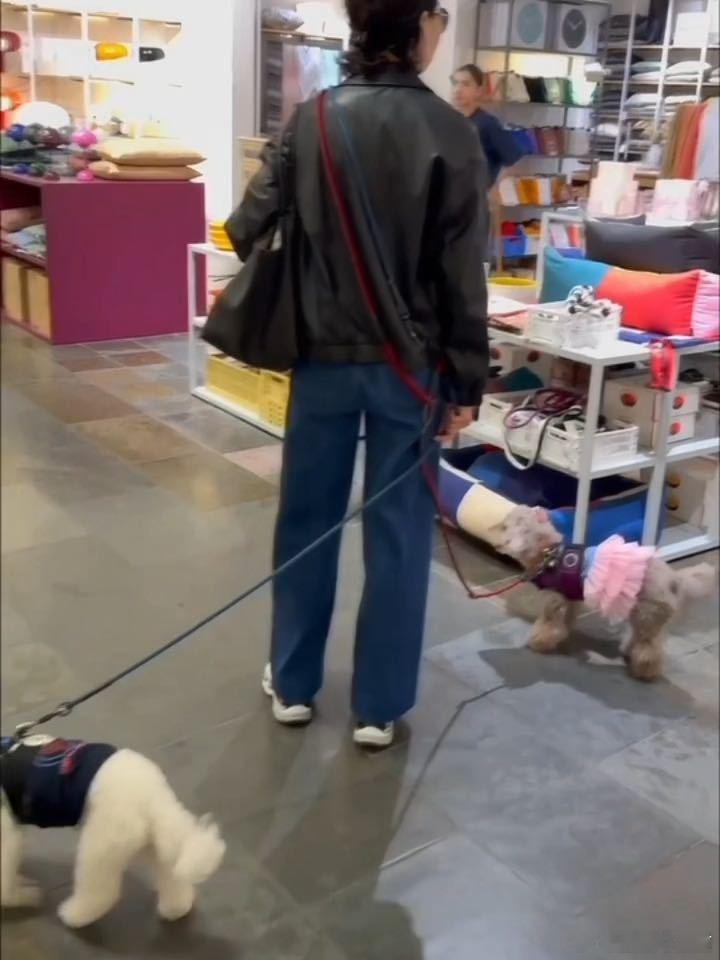 张曼玉牵狗上班十三年的小狗，几十年的女神，我都好爱 