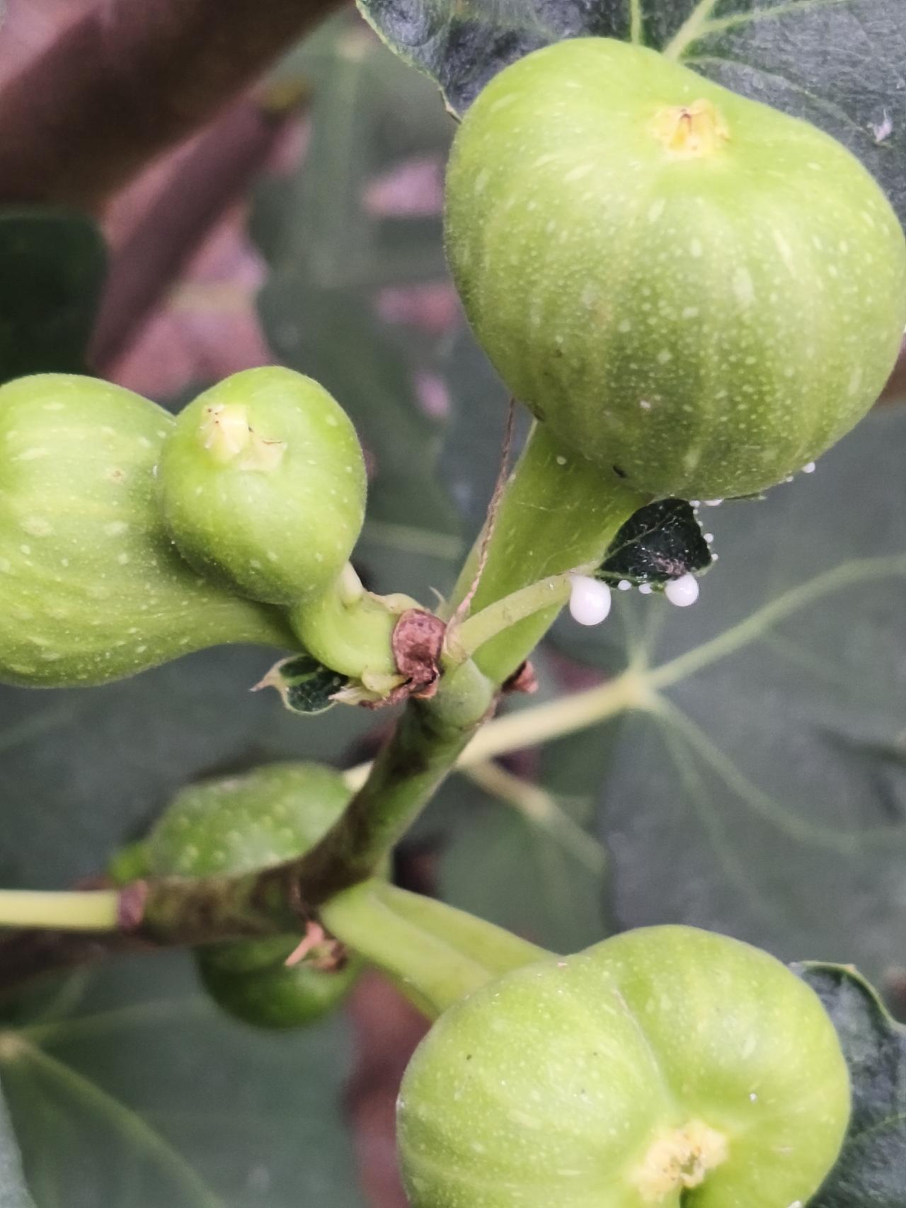 去年拍摄的无花果果实！
拍摄于肥城市自己的小菜园中！