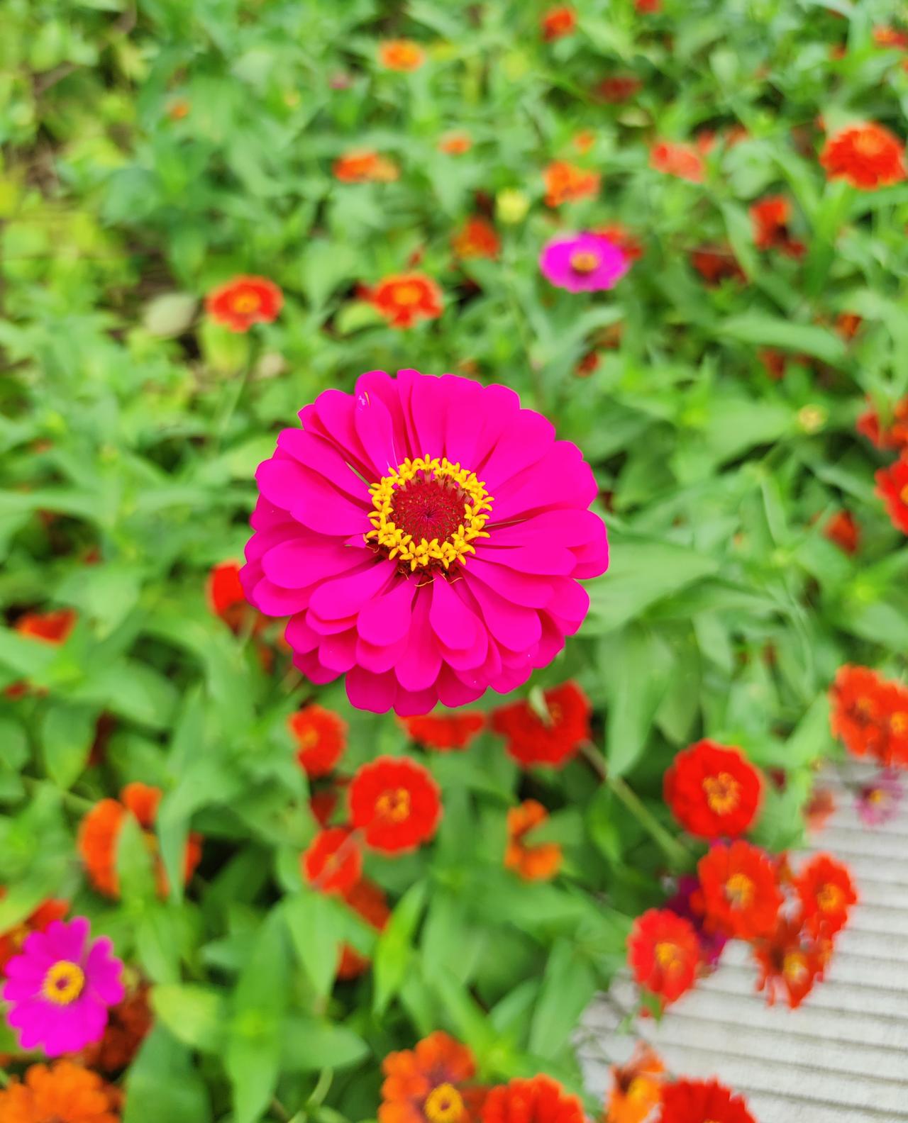 夏日盛开的《百日菊》，百日菊是北方夏日常见小花。花色丰富，花期长，适合大面积种植