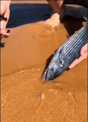 捕抓海边的博比特虫 ​​​