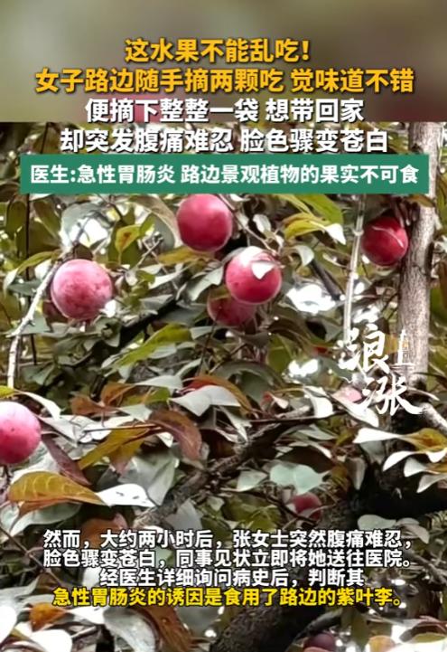 6月6日，浙江宁波一女子看到路边的紫叶李熟了，十分的诱人。她随手摘了两个一尝，口