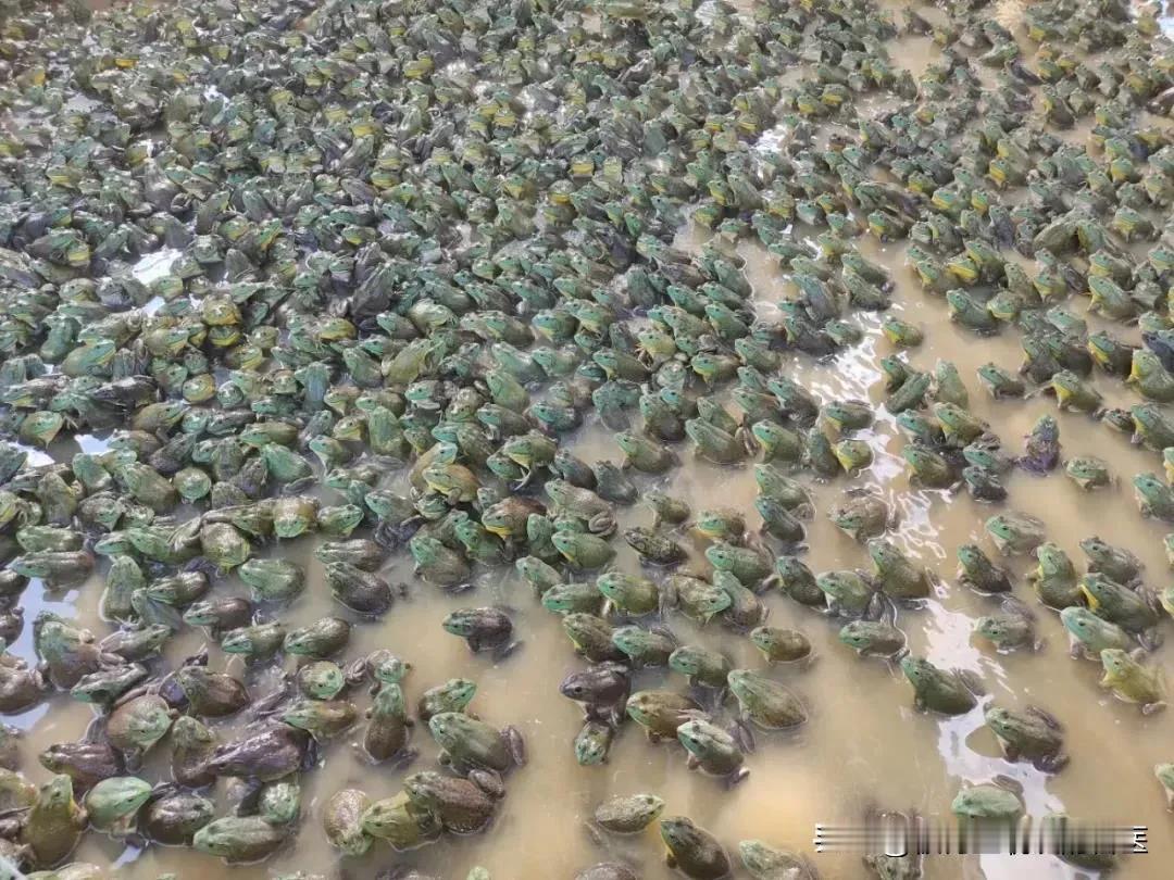 牛蛙养殖新突破！告别水体黑臭，实现生态循环
牛蛙养殖的家人们看过来！高密度养殖牛
