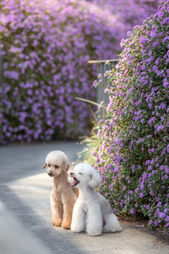 五年后，再次拍摄十五岁和十一岁的老伙计！