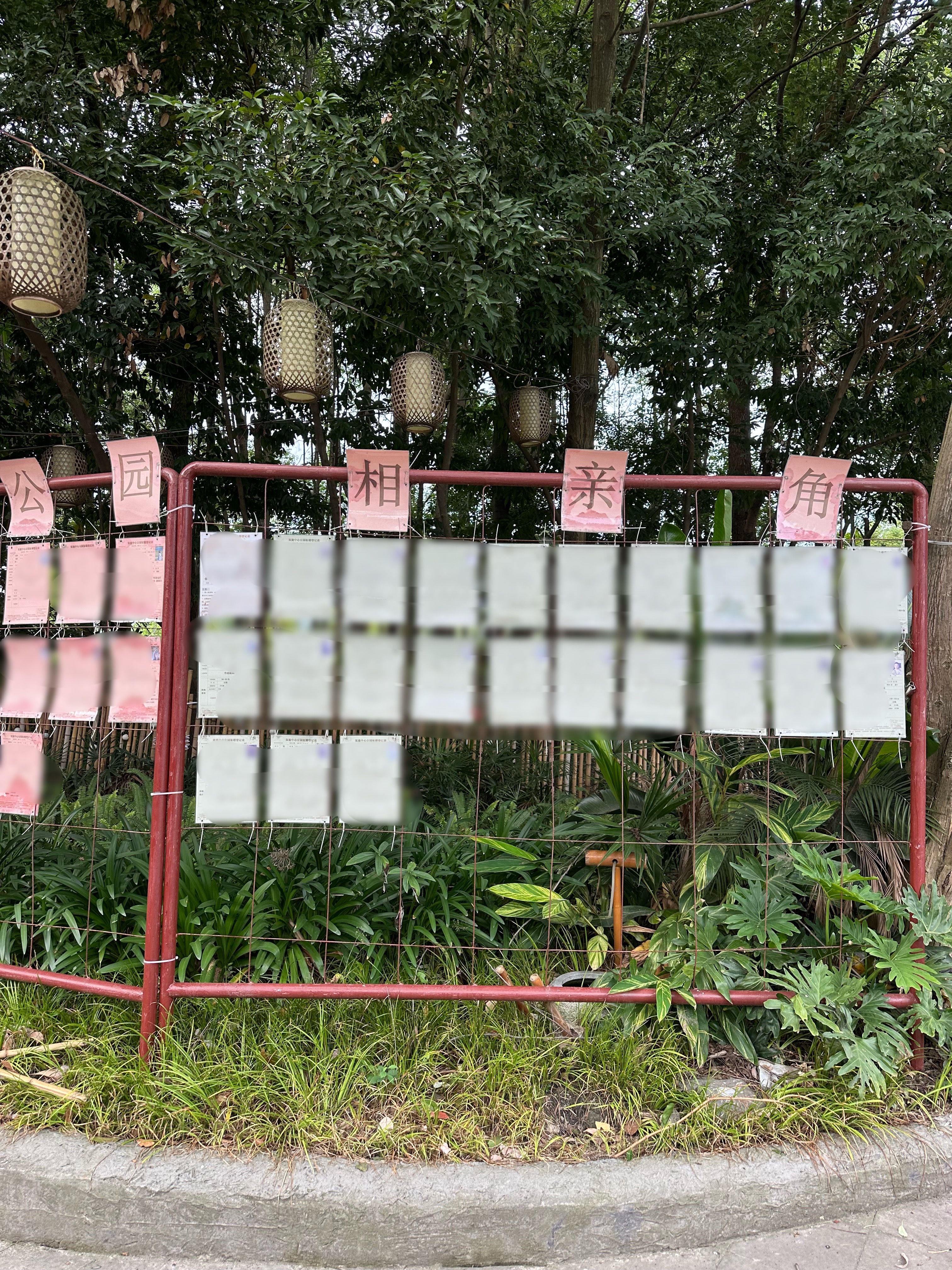 早上好！晨跑五公里，身体逐渐进适应期。大爷大妈们在撸铁，坝坝茶园里的猫咪静候茶客