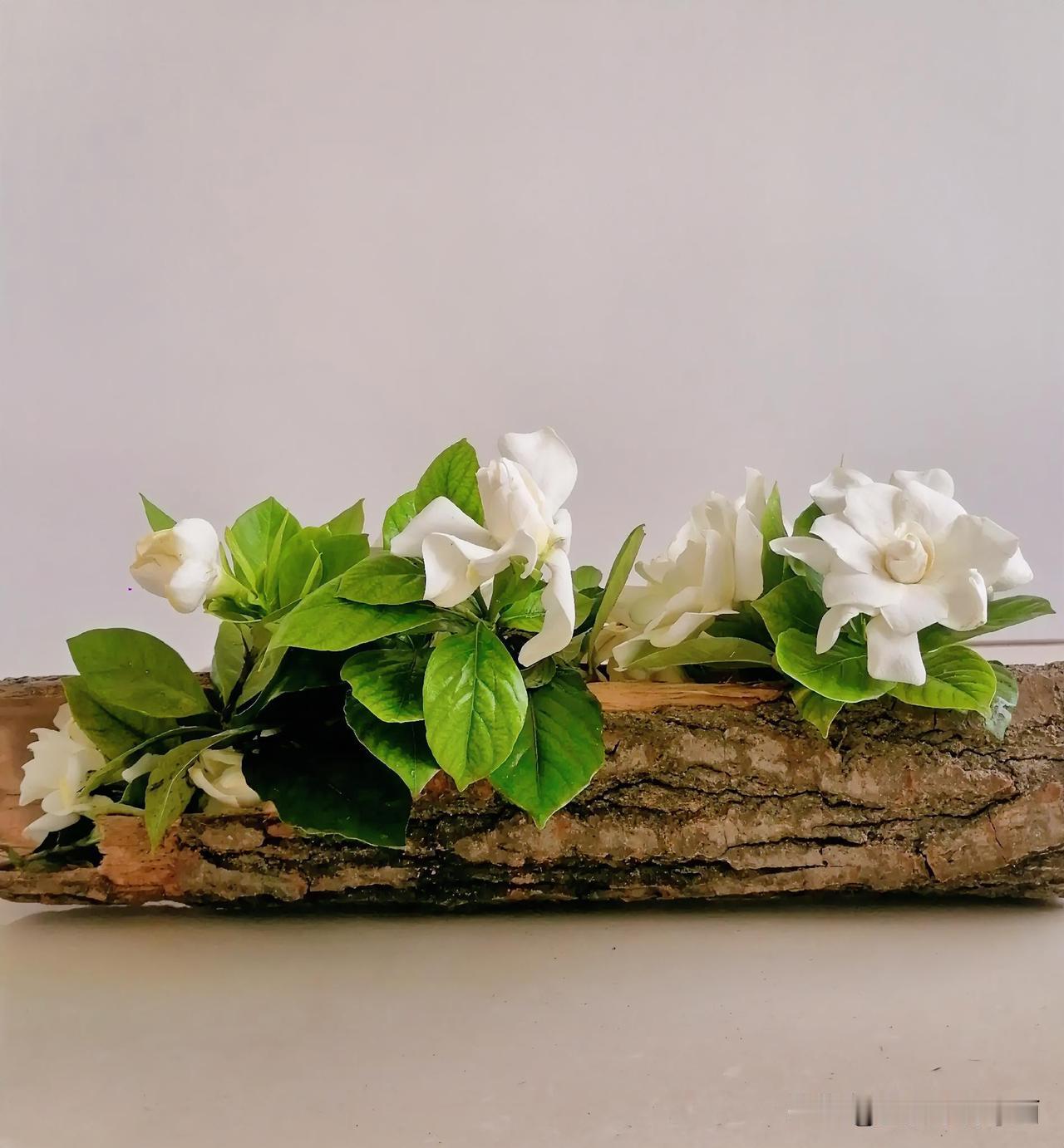 《白杨树皮如花篮，里面放上栀子花很新鲜（西安李林摄于汉中城固）》