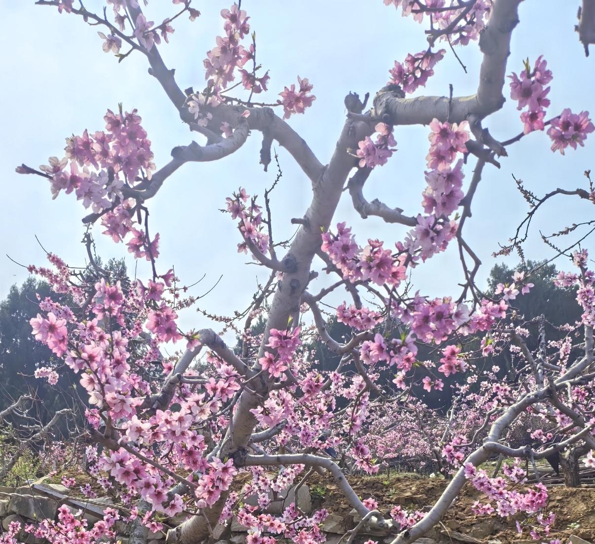 春日生活打卡季桃花朵朵向阳开，股神犹自桃源来，今日不红就是绿，明天不绿就是红
