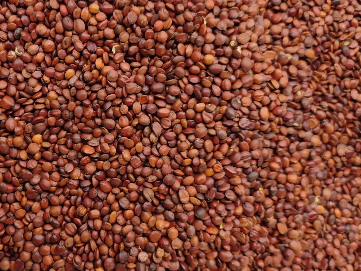 今日亳州中药材市场部分药材价格:茯苓35元/千克，牡蛎8元/千克，白扁豆20元/