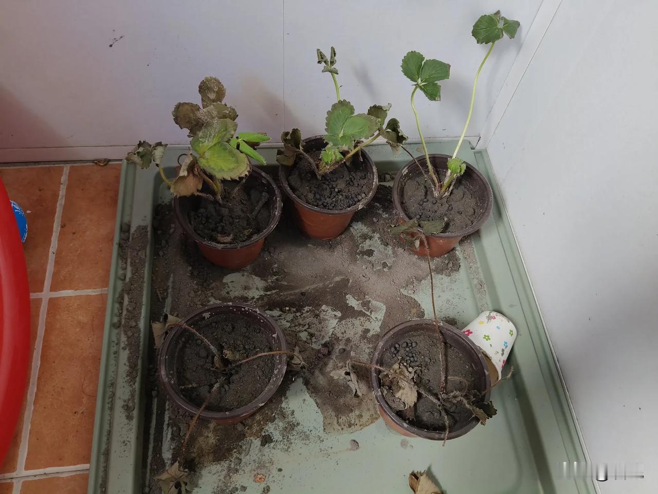 哎，明明我是农村娃啊！
为啥我就是不会种植物呢？
种啥枯啥，明明也是按操作做的