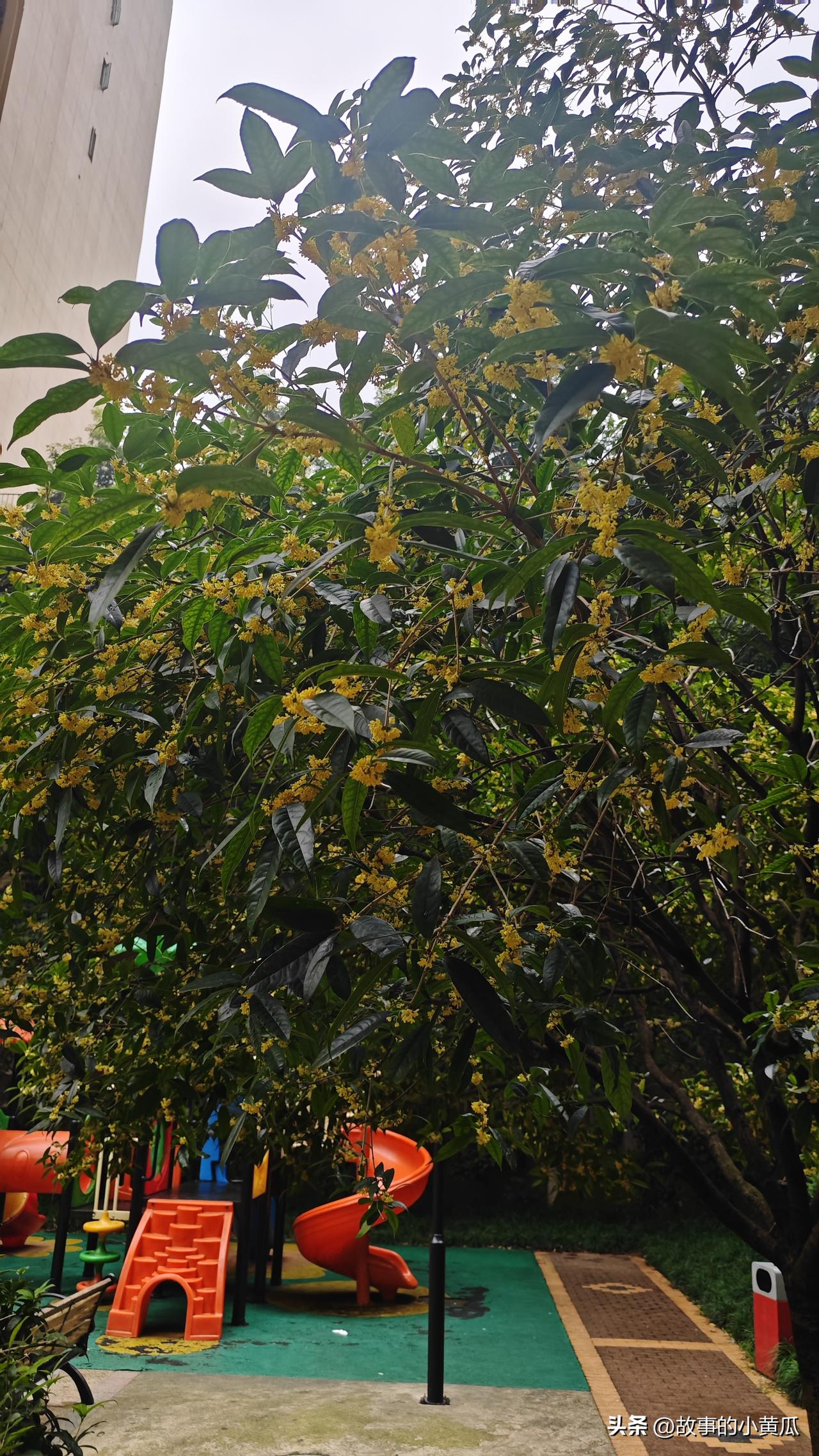 今年桂花是开了两茬吗
是我记错啦?