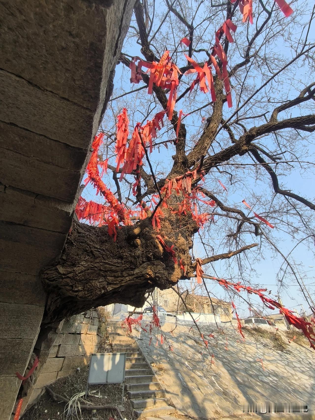 仰视树驮桥才更有震撼感
硕大的枫杨从桥中穿出，树干遒劲有力，坚强不屈，向上生长，