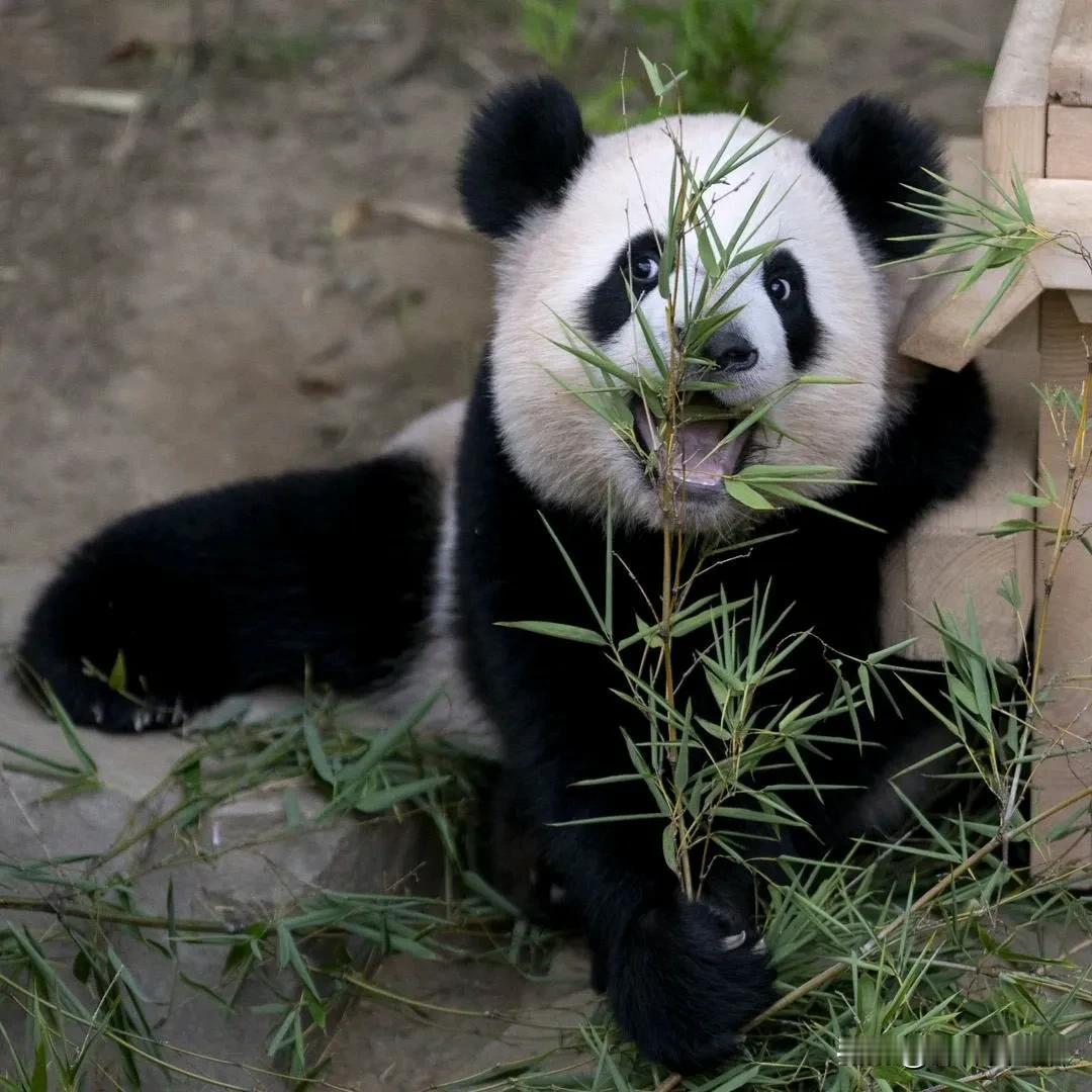 在我的认知里面，小时候的熊猫都会比他们长大的时候可爱，即使他们长得并不好看。

