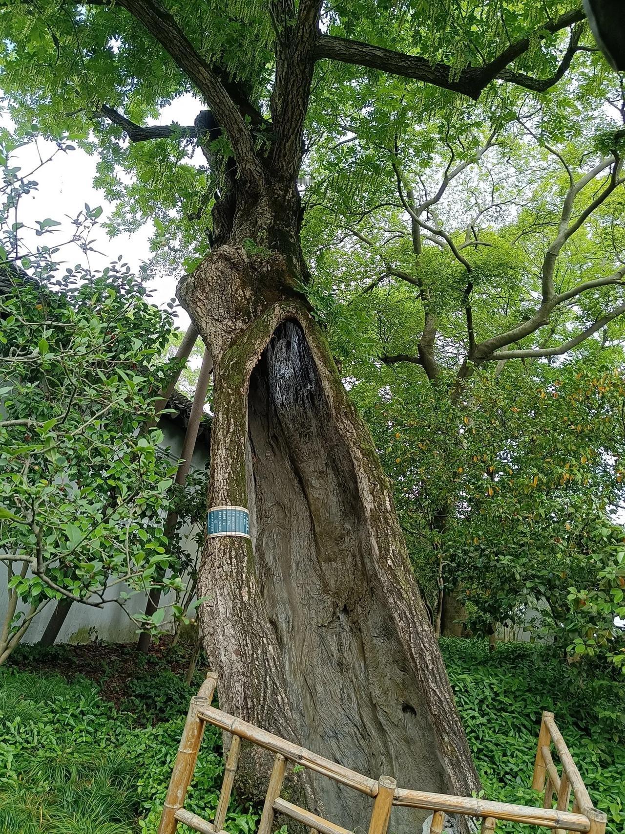 拙政园的这棵百年老树告诉了我们一个道理：没心没肺，长命百岁！
心里别总装着那么多