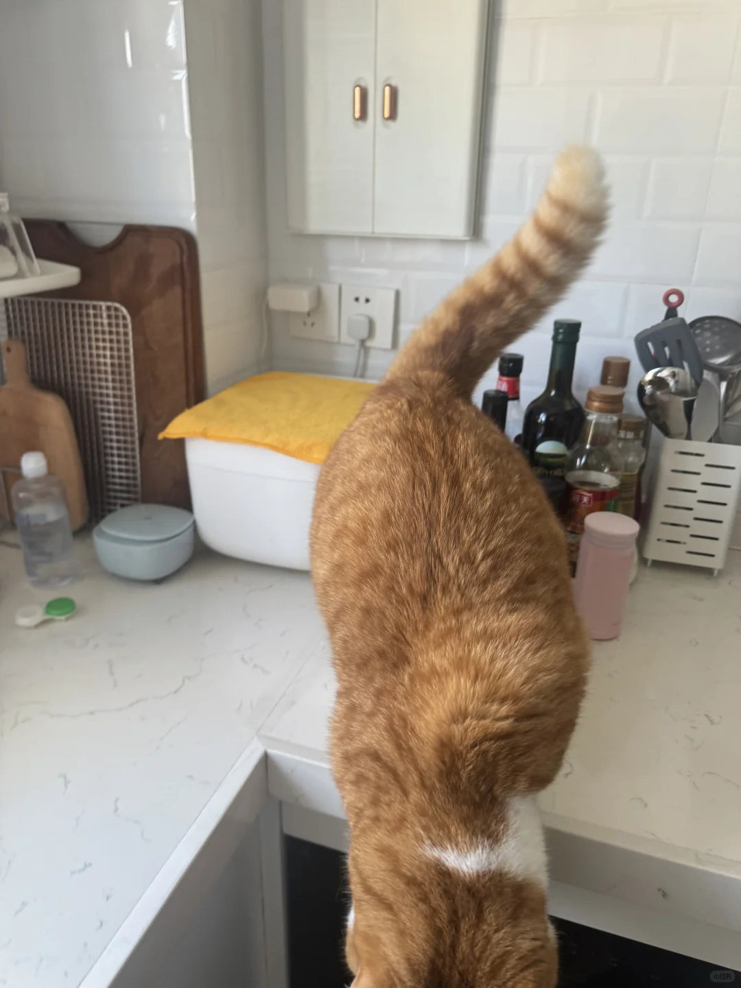 我在漱口 没有吃你猫条