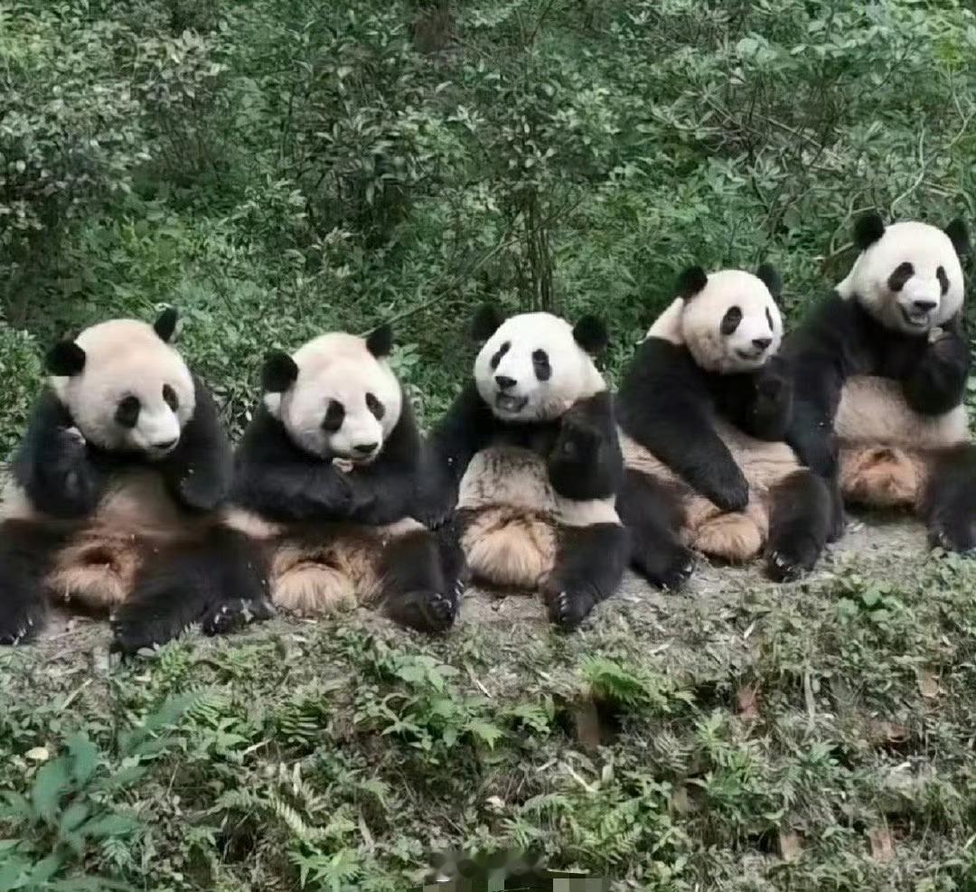遇到一排熊猫请不要无视，你的运势三倍上升！ 