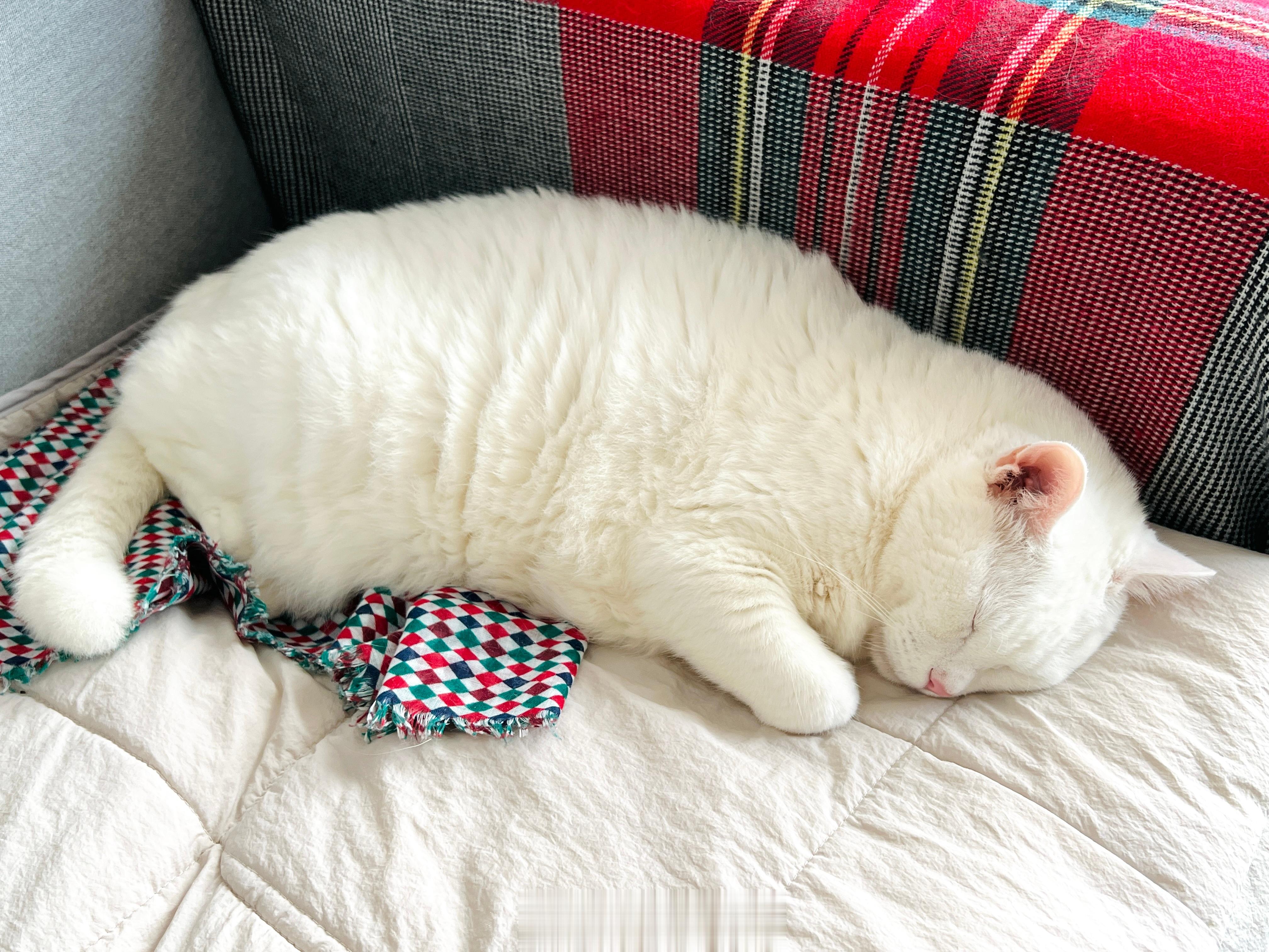 表吵一個白肥軟睡午覺。 ​​​