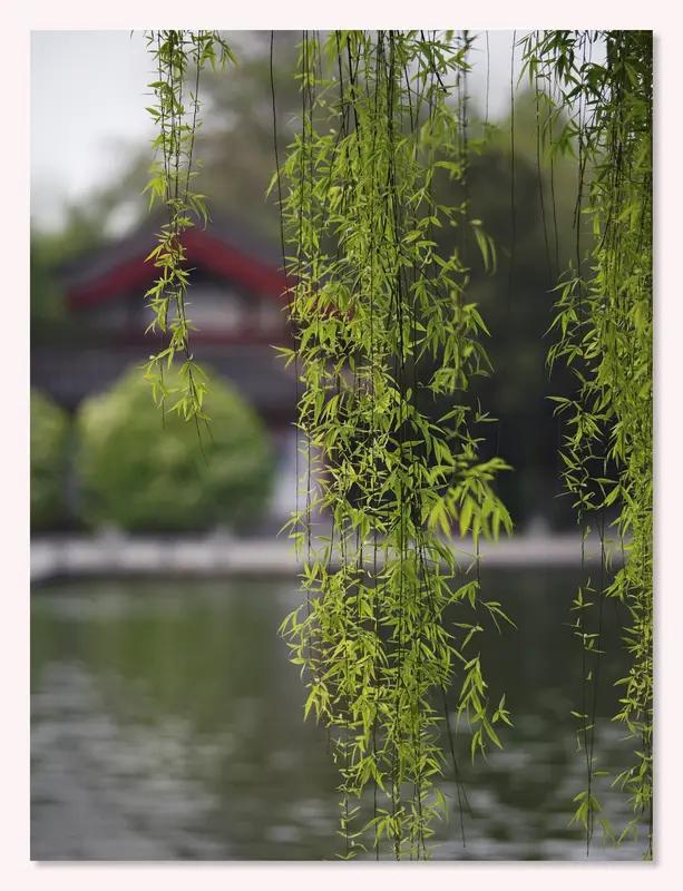 看到“风流翠柳千般韵”这个上联，瞬间来了兴致。翠柳在风中摇曳生姿，那风流之态尽显