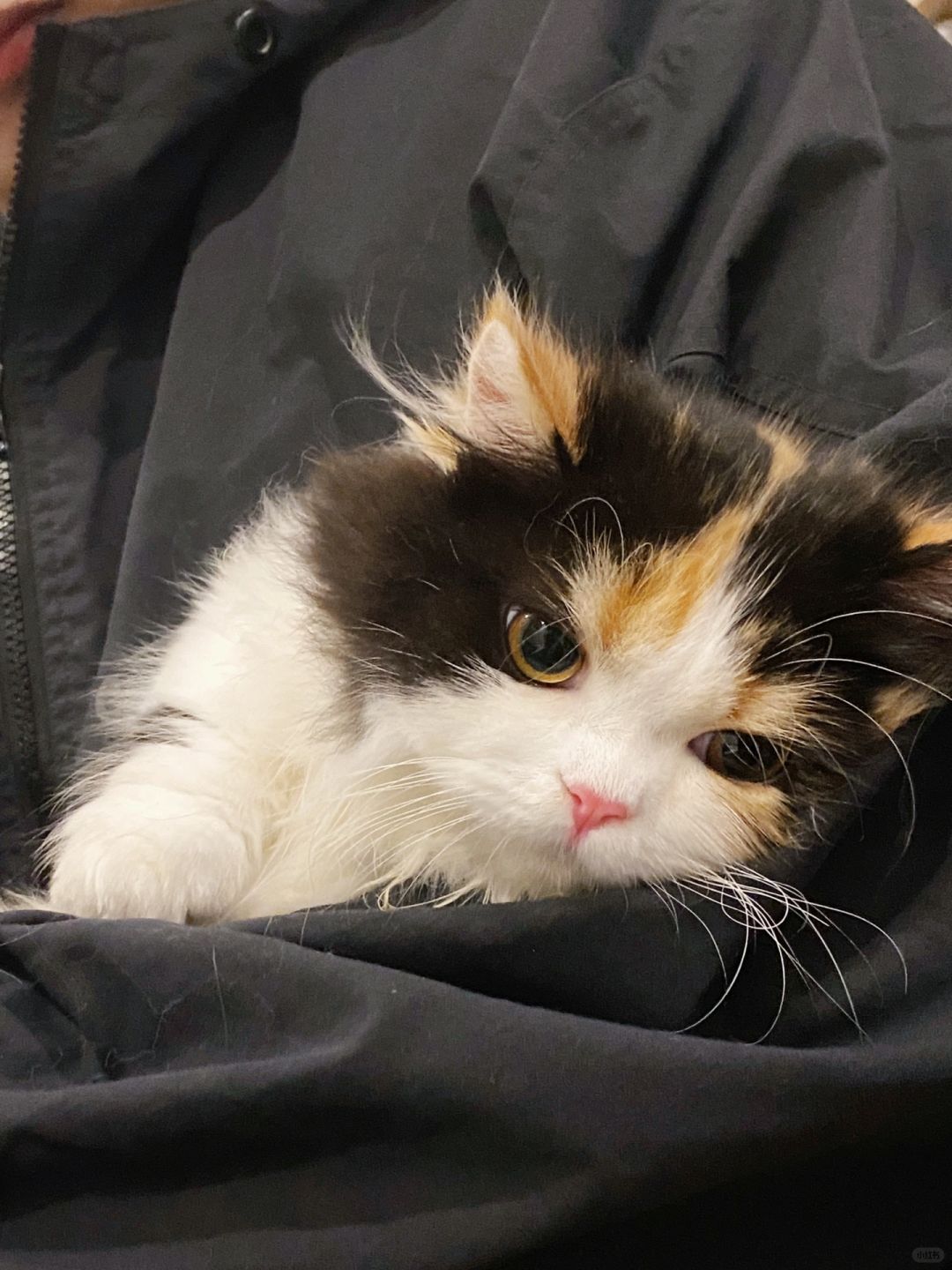 小猫咪的烦恼又有谁能懂呢