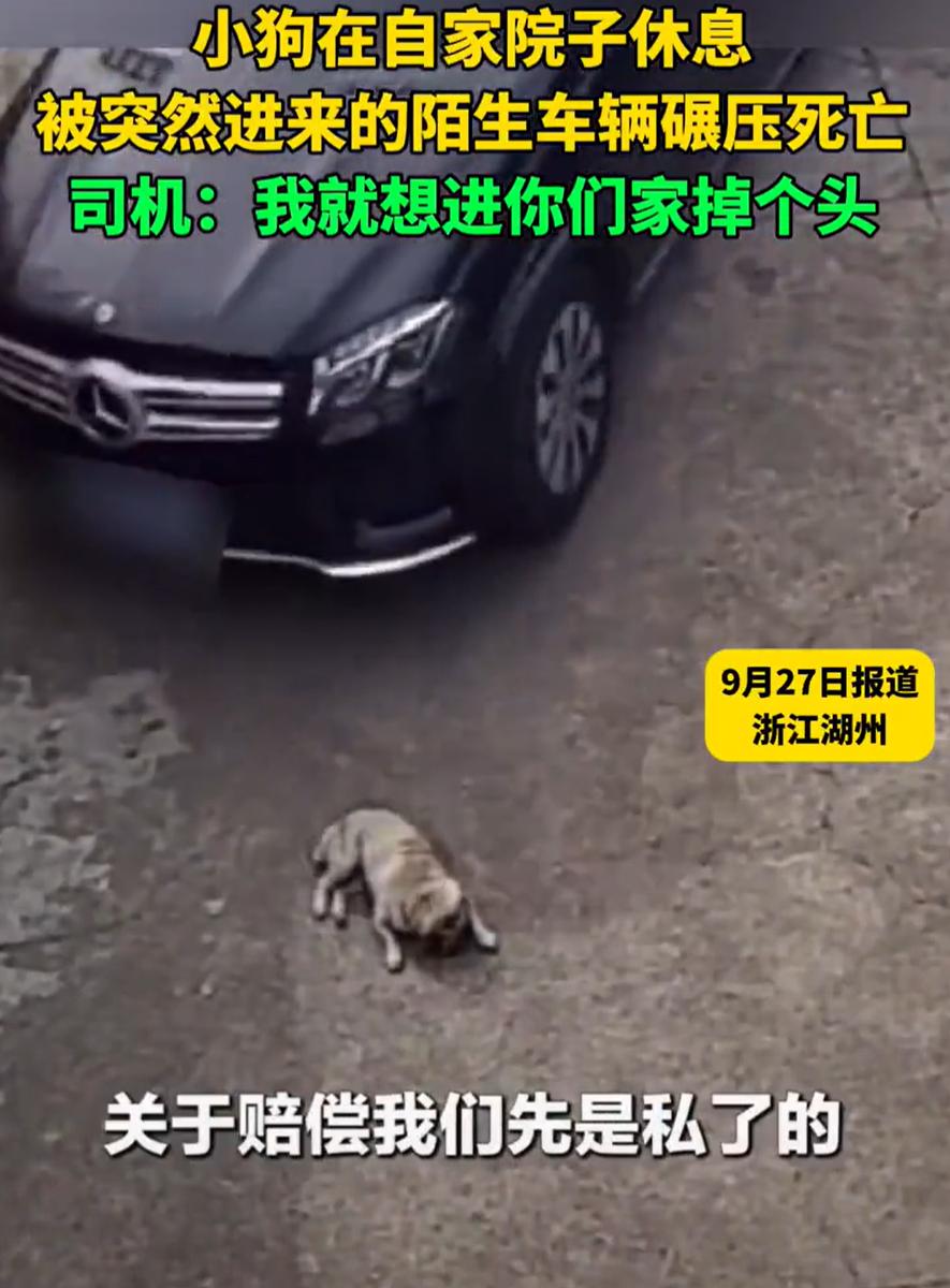 “这就不是钱的事！”浙江湖州，一小狗在自己院里趴着休息时，突然被一辆闯入的陌生奔