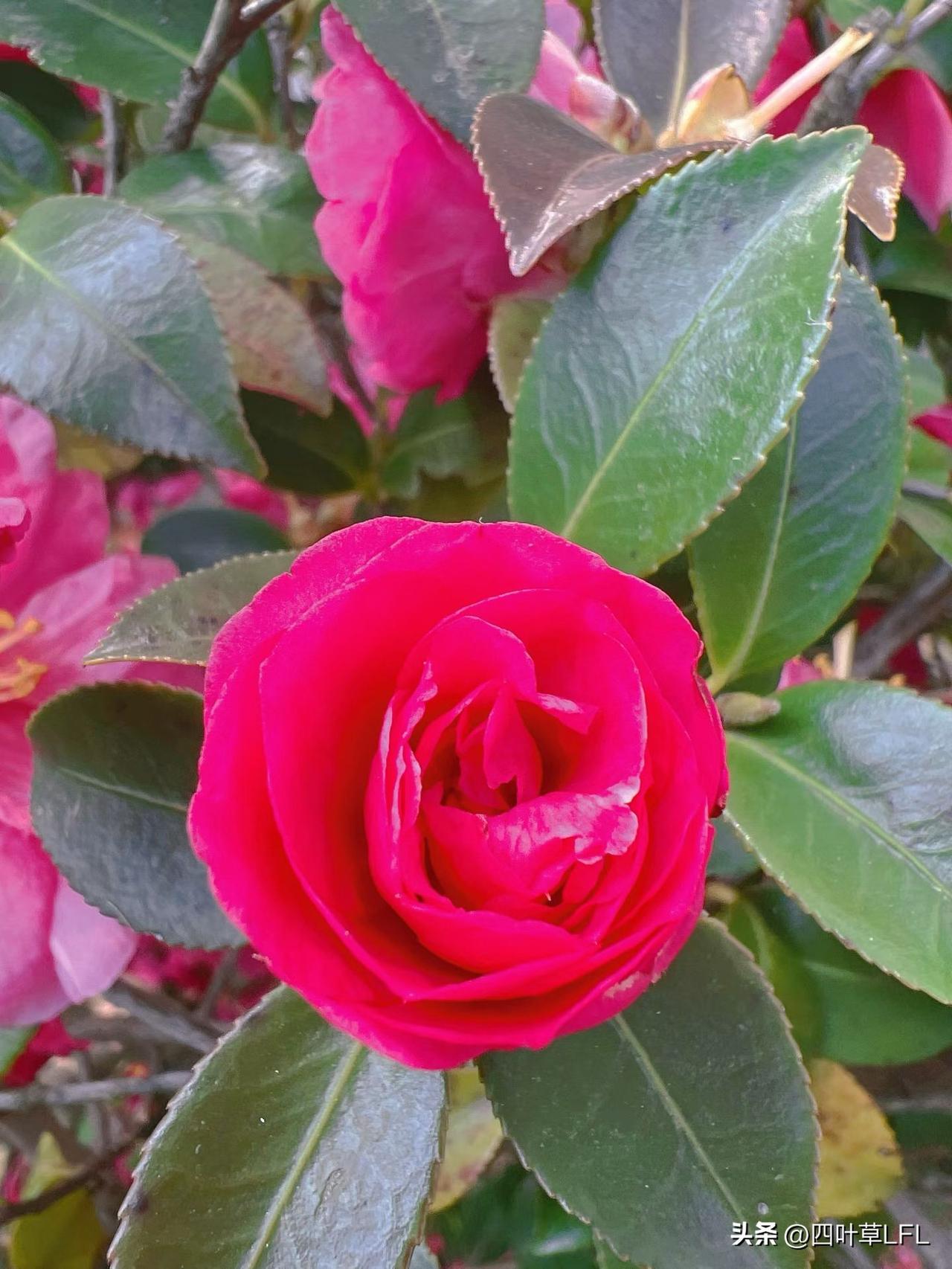 春暖花开的季节，惊艳的红花绽放在绿叶间，美不胜收！