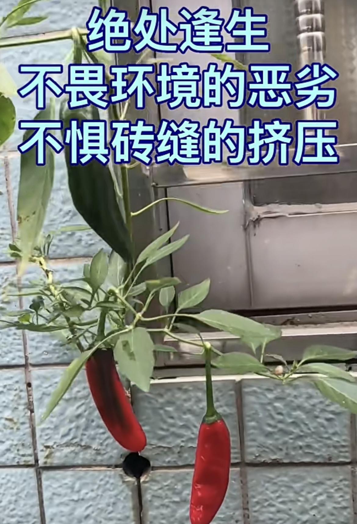 我的今日状态：😁轻松愉快
我这里的天气：☀️晴天
绝处逢生，不畏环境的恶劣，