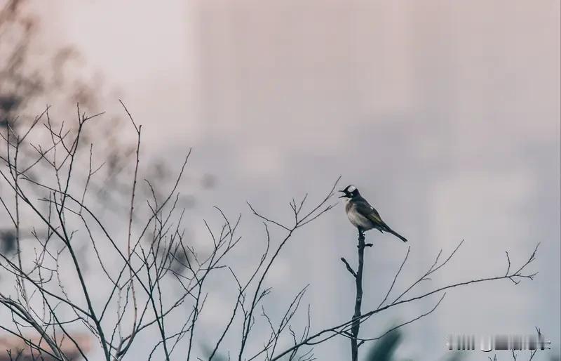 喜欢夜的静谧
也喜欢有鸟鸣的清晨
此时
周围还是很安静的
大概是
一夜的雨
让人