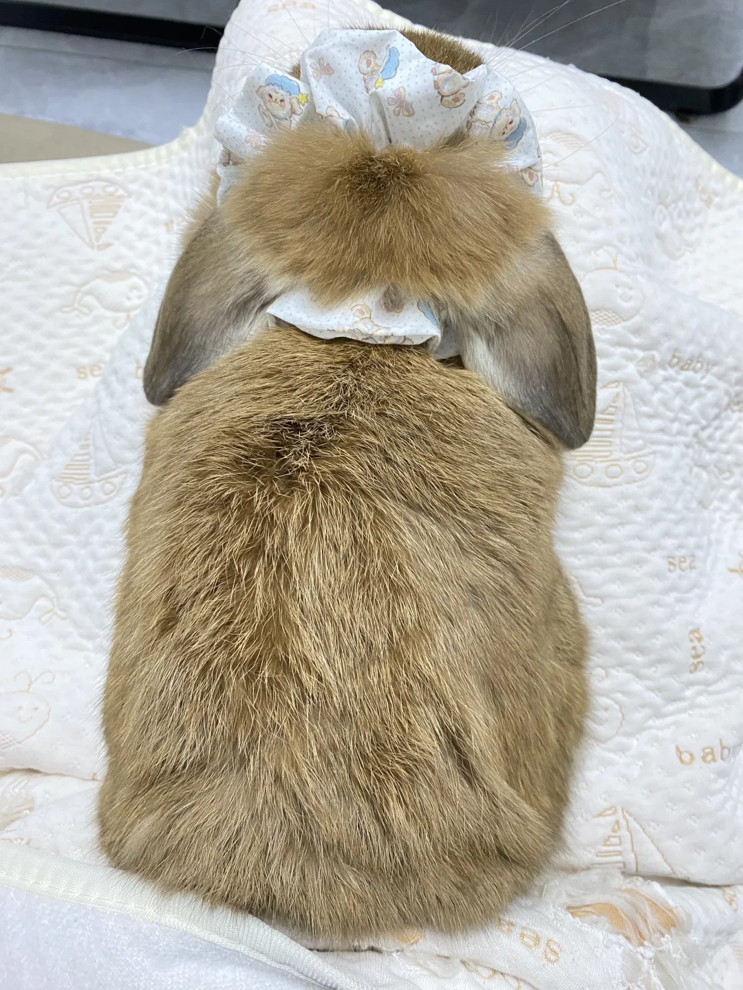 小小猕猴桃