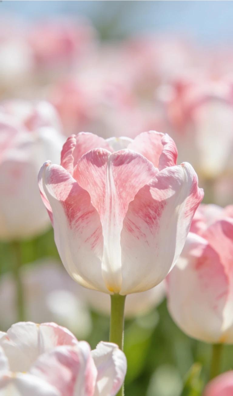 春光正好，宜收集快乐！🐎
城市公园的樱花、郊野的花海、河畔的微风，
都是马年独