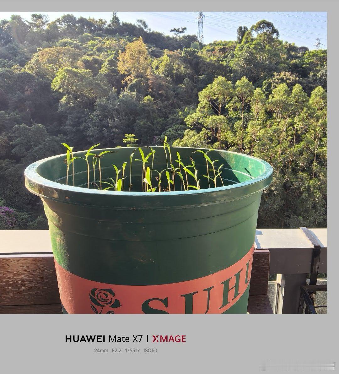 新疆阿尔泰带回来的格桑花已经破土萌芽。新的一年，总是有各种期待，其中一个就是希望