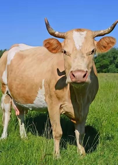 阿根廷为啥非得跑一万多公里，把牛肉便宜卖到中国？因为他们的牛肉，在阿根廷附近区域