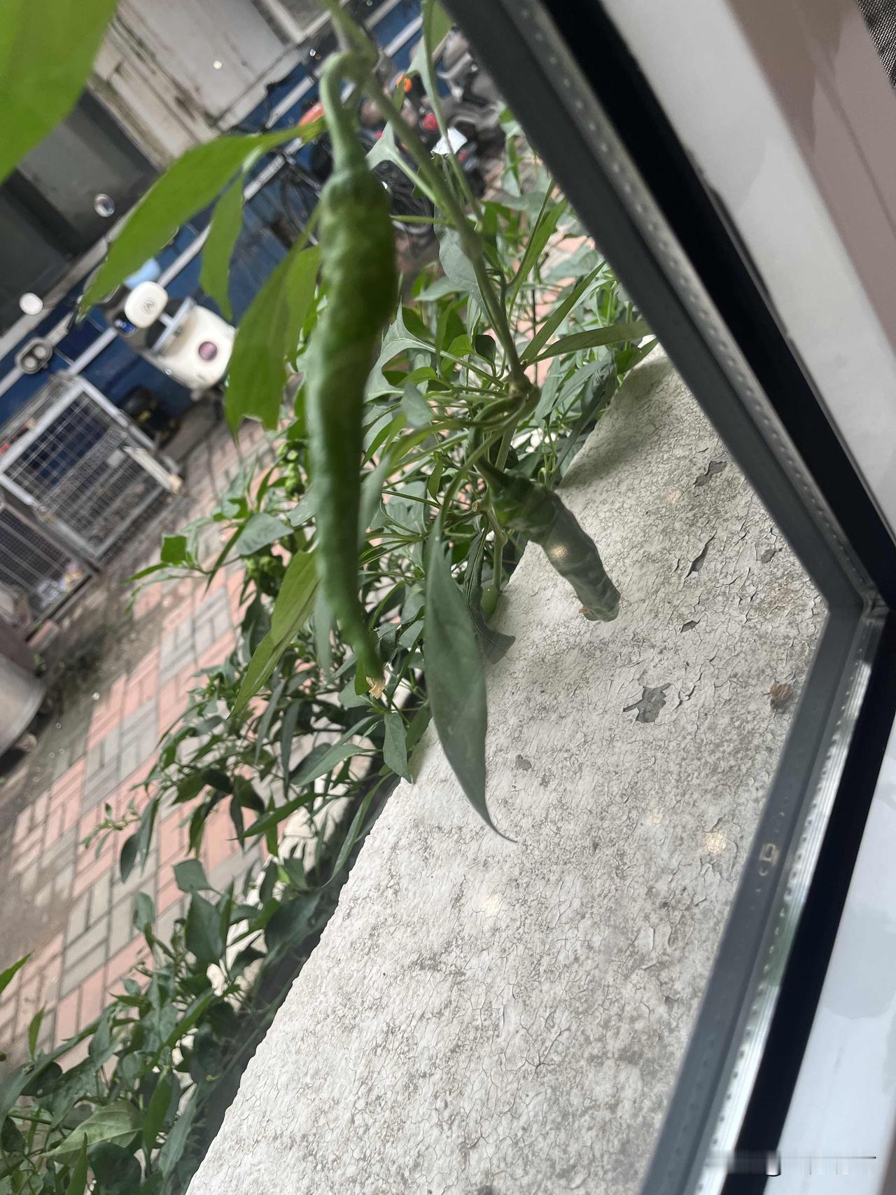 治愈系小菜园之 窗内景

推开窗便是一方迷你小菜园，翠绿线椒枝桠舒展，细长青椒垂