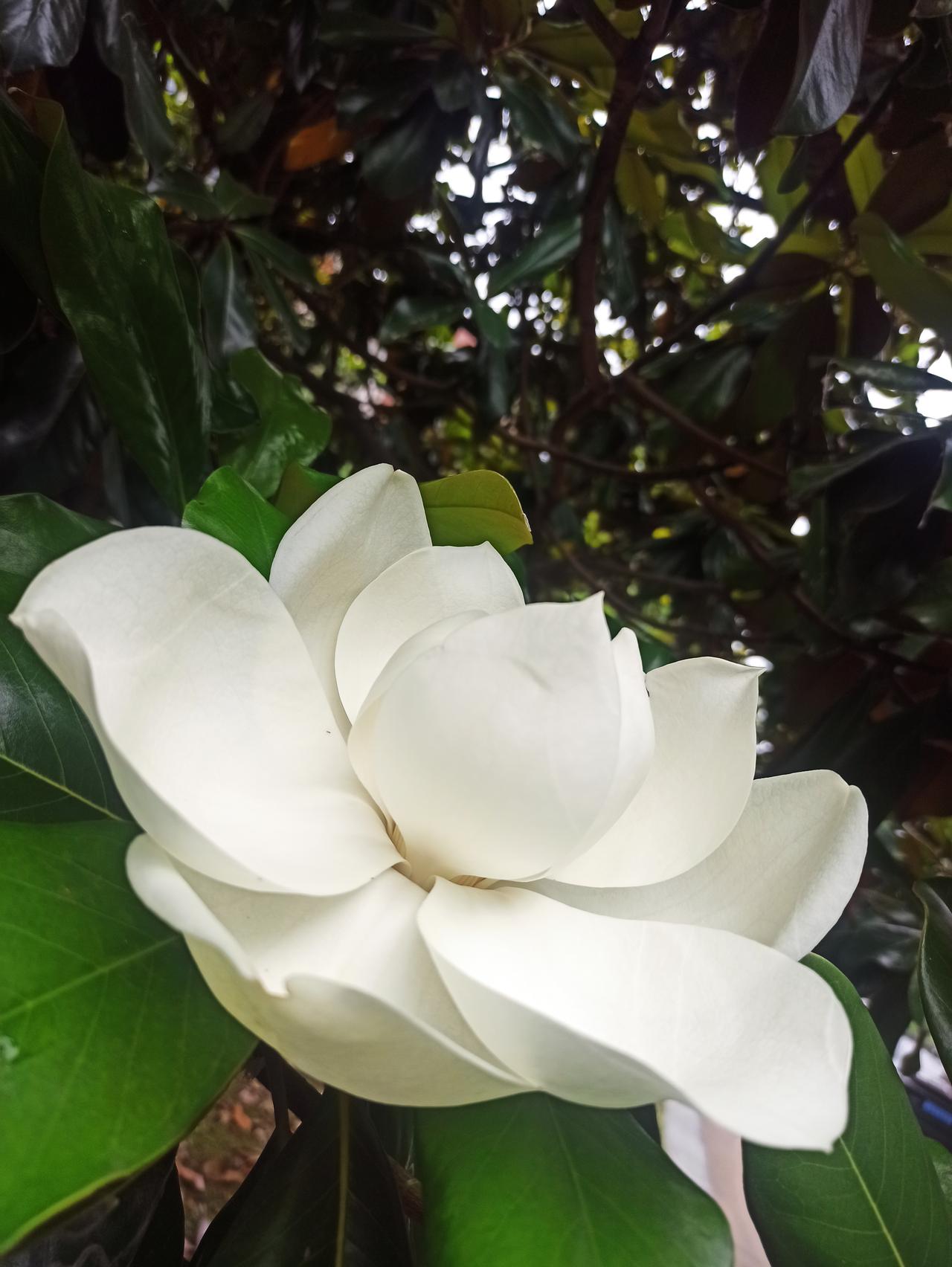 枝上生荷，玉瓣藏香，静守初夏清欢

静若青荷不染尘，冰肌凝骨玉为身。
何须姹紫嫣