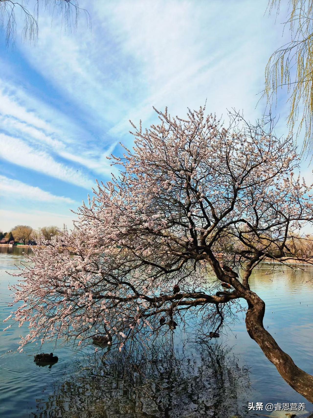 2026年3月20日节气养生
今年的春分格外特别，它与农历二月初二“龙抬头”罕见