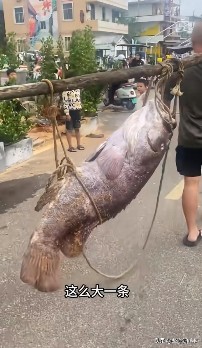 这种鱼能吃吗？