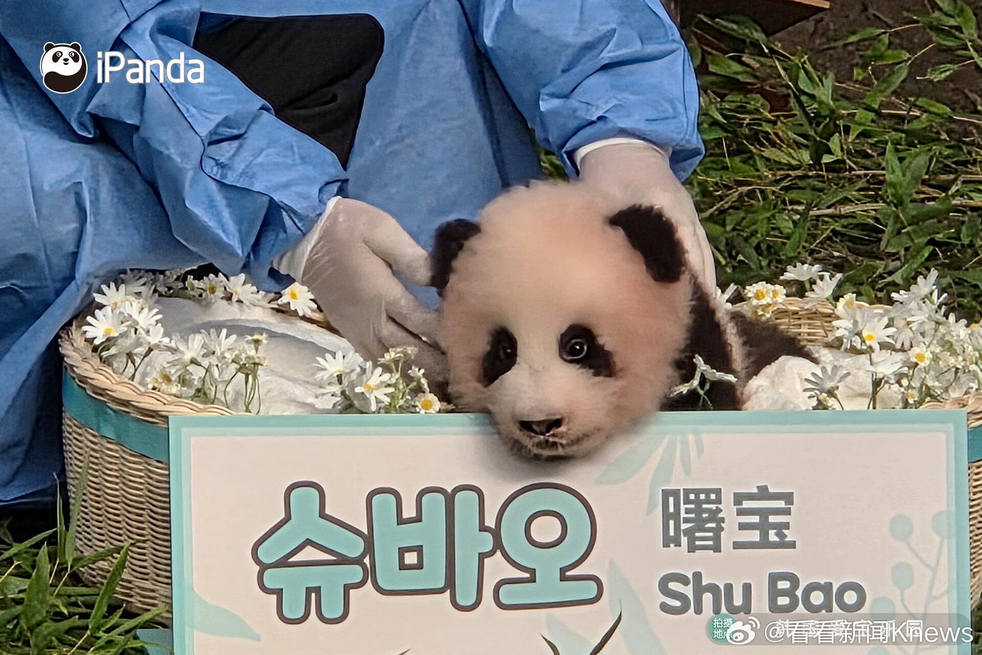 【#爱宝四公主取名曙宝##旅韩大熊猫四宝叫曙宝#】9月11日，是旅韩大熊猫夫妇“