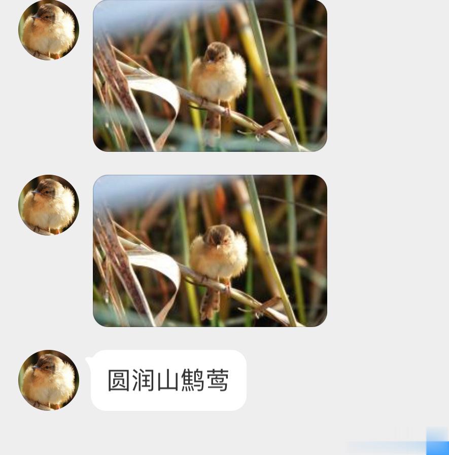 #鸟粉投稿# 一朵【纯色山鹪莺】[开学季]像团棉花！ ​​​