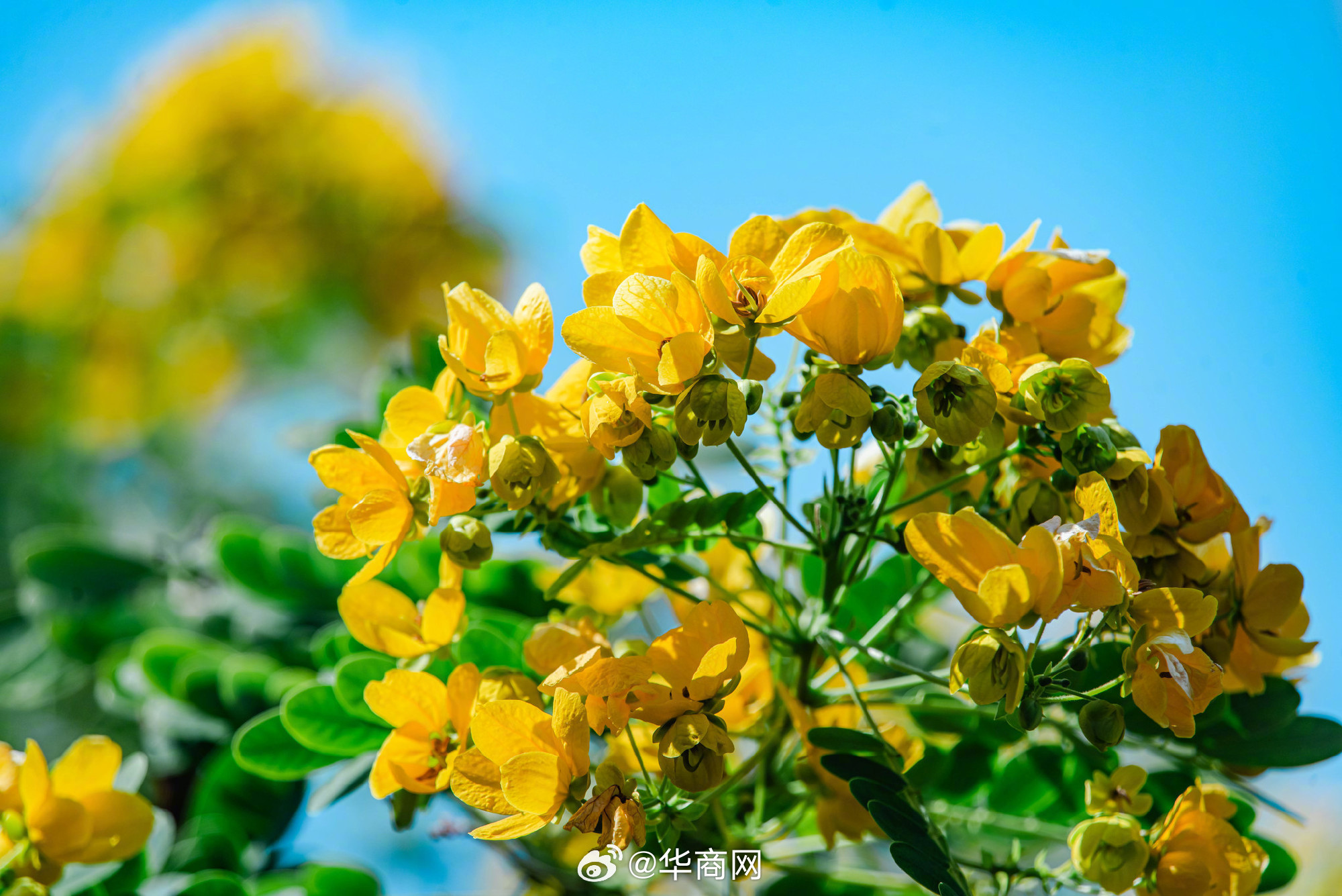 #三秦暮鼓# 【江西赣州：#黄槐决明花盛放似满树黄金#】近日，江西赣州的黄槐决明