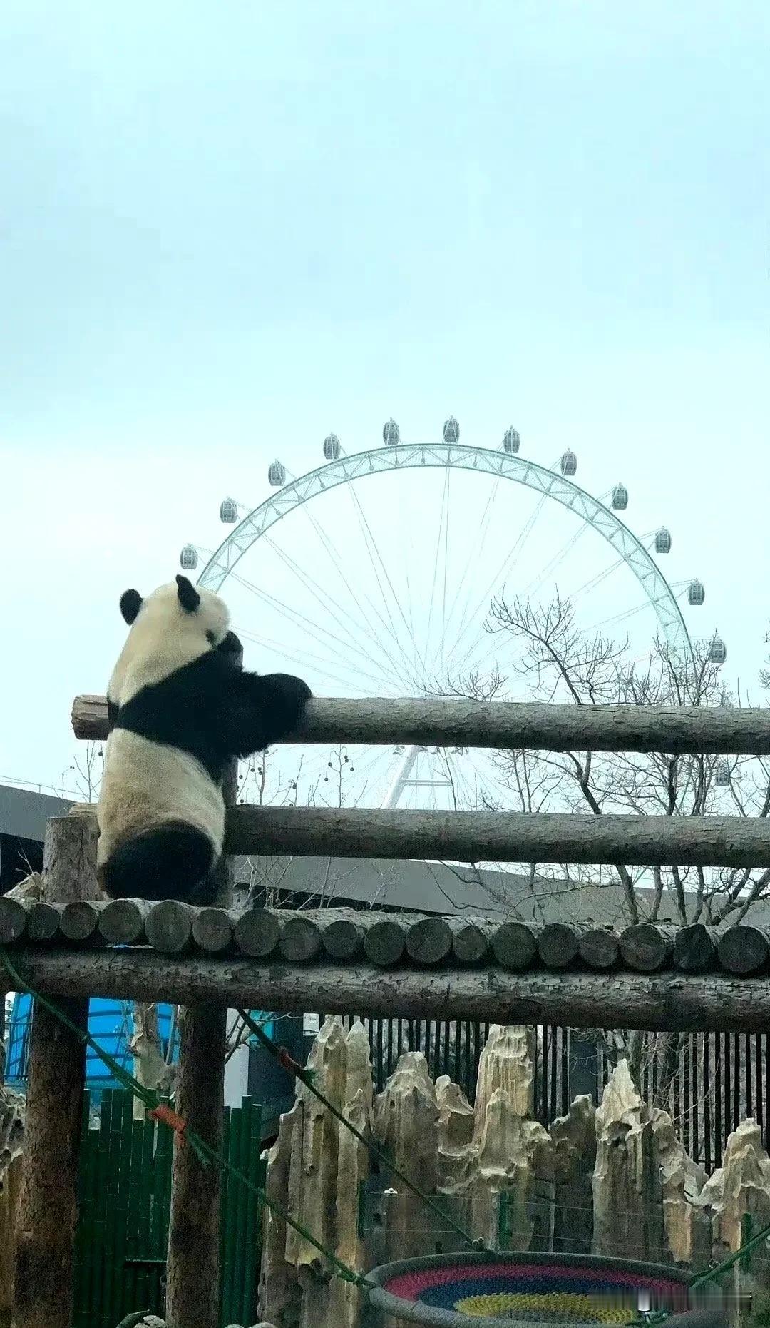 我一大早看到金虎，感受到他的快乐。不知道有没有遗憾。

如果我是金虎，看到摩天轮