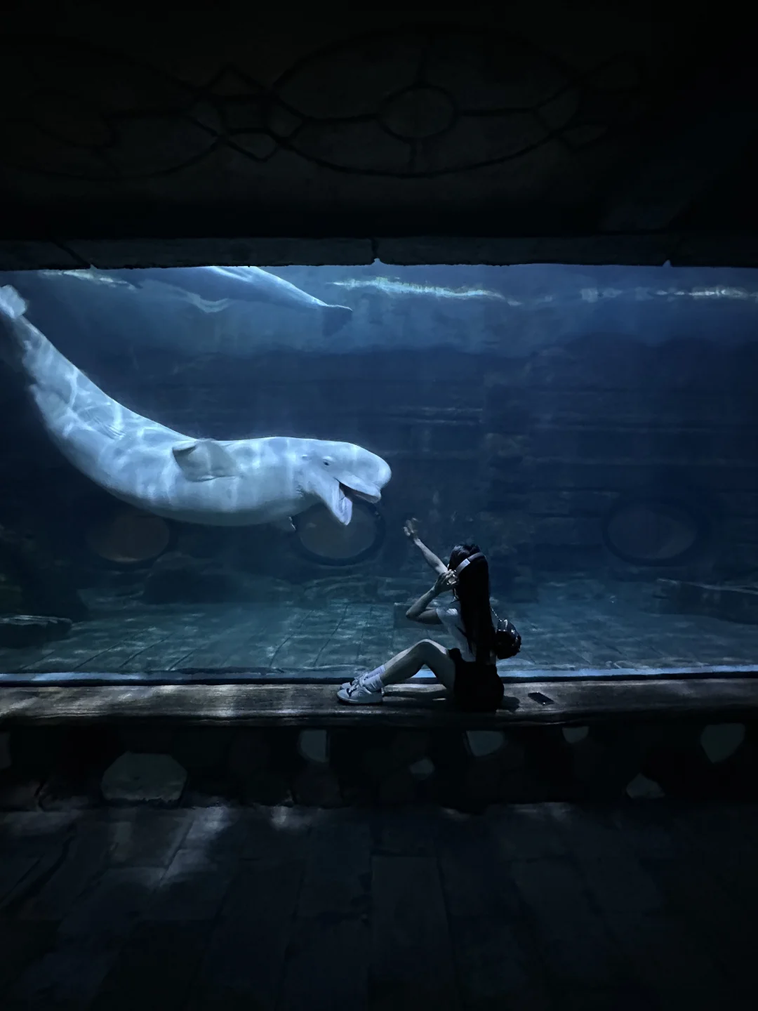 在海洋公园拍到了人生live!💙｜附攻略