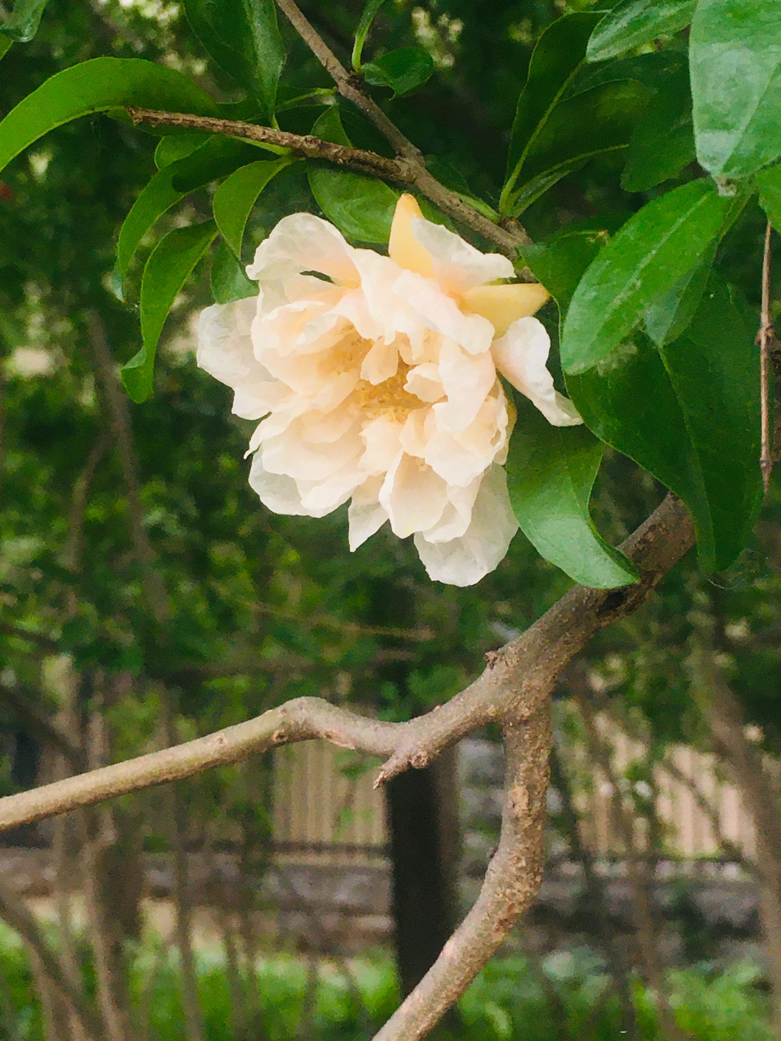 第一次见，还有粉色石榴花…… 