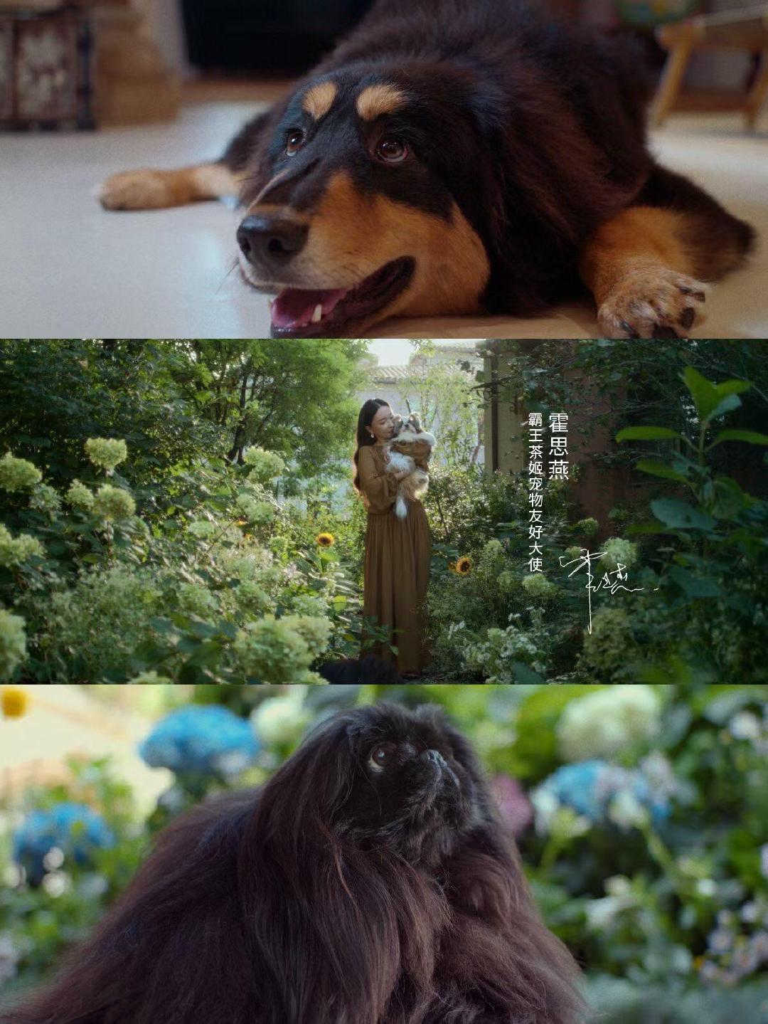 霍思燕把宠物当小孩来养听完霍思燕的分享特别触动，她真的把家里宠物当成小孩看待。细
