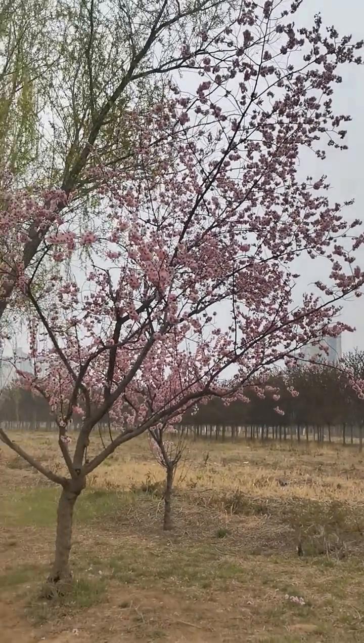 一转眼三月就要结束了，即将迈向崭新的四月。四月的风祝你春风得意，一切好运随春而来