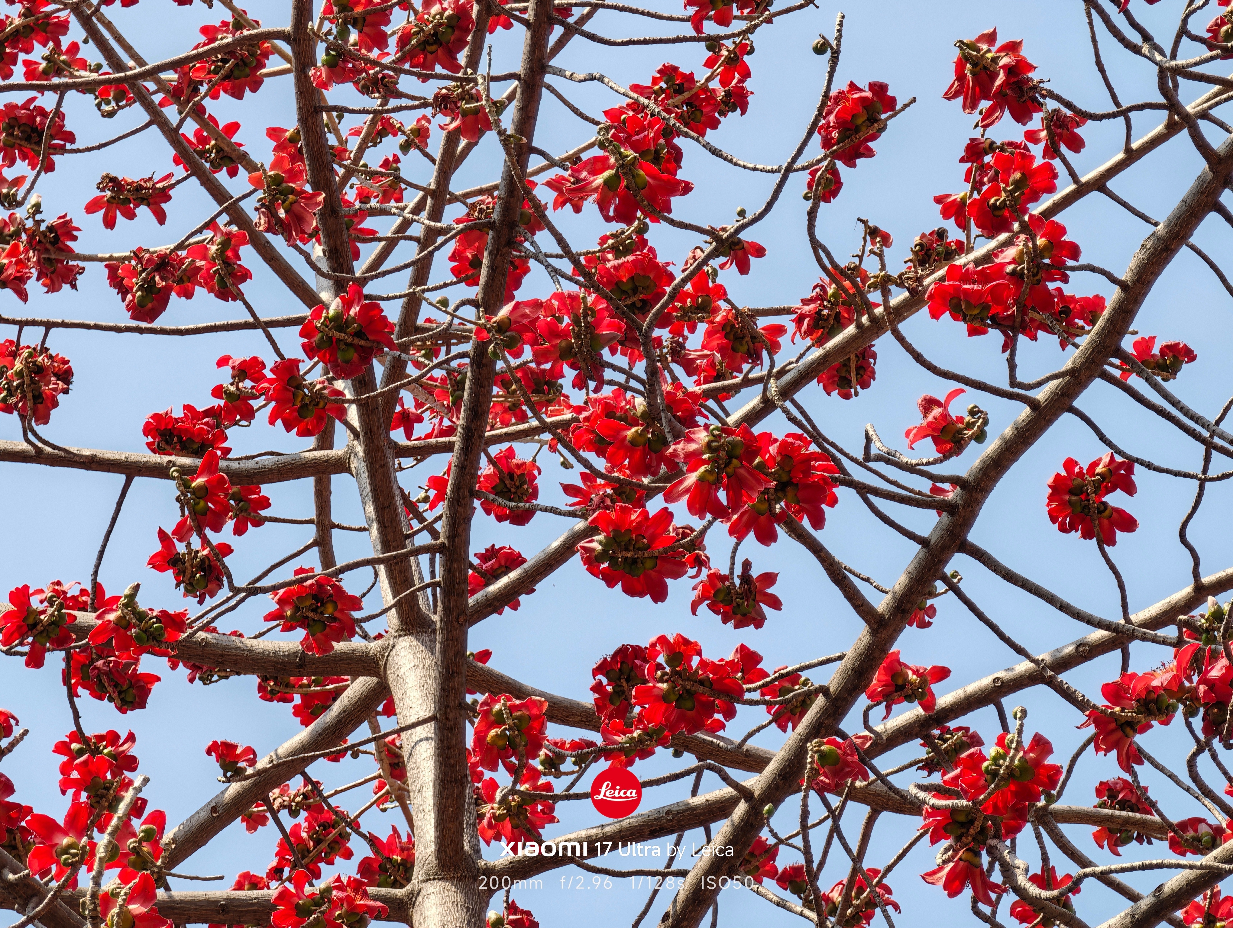 攀枝花，生而仰望。 在四川的西南角，攀枝花用满树红焰，回答了何为“生而仰望”。 